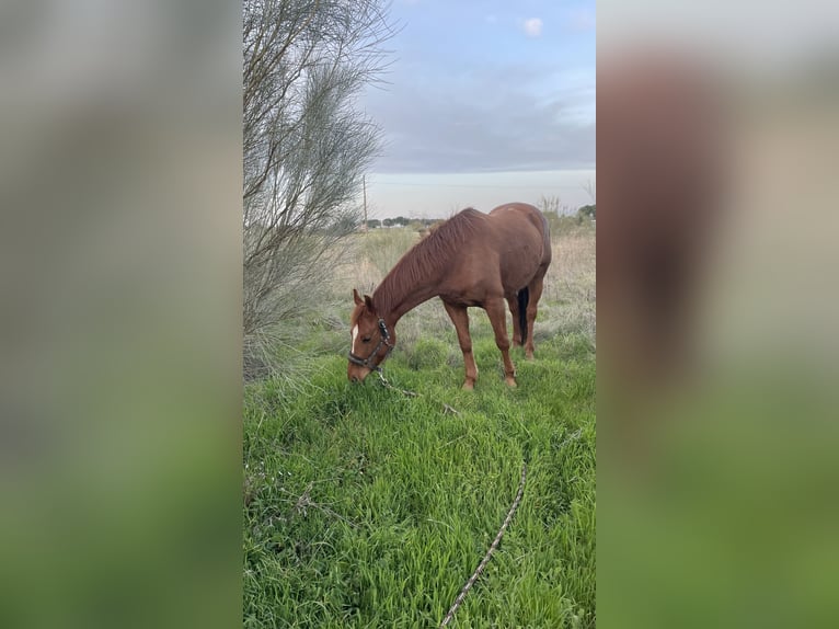 American Quarter Horse Stute 8 Jahre 147 cm Fuchs in Madrid