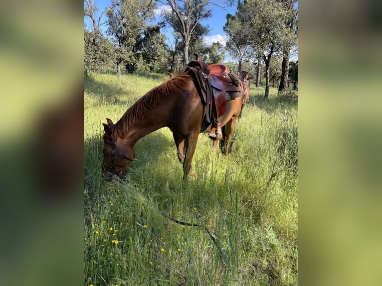 American Quarter Horse Stute 8 Jahre 147 cm Fuchs in Madrid