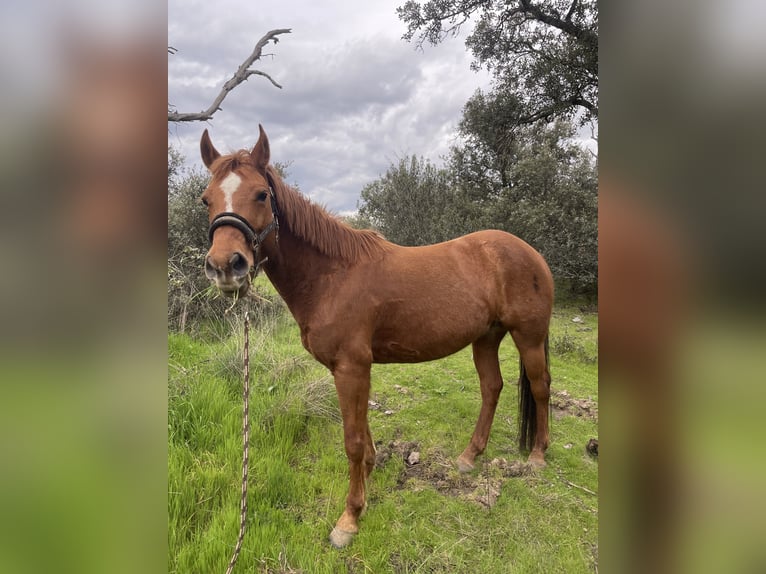 American Quarter Horse Stute 8 Jahre 147 cm Fuchs in Madrid