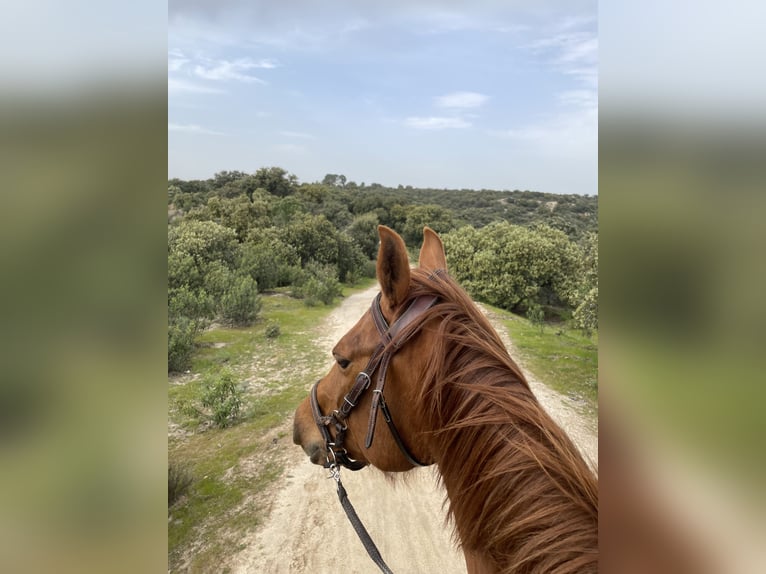 American Quarter Horse Stute 8 Jahre 147 cm Fuchs in Madrid