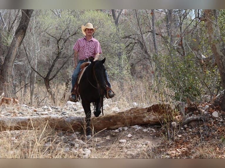 American Quarter Horse Stute 8 Jahre 147 cm Rappe in Camp Verrde AZ