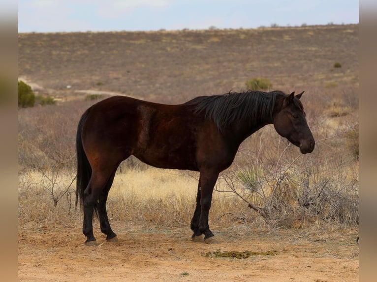 American Quarter Horse Stute 8 Jahre 147 cm Rappe in Camp Verrde AZ
