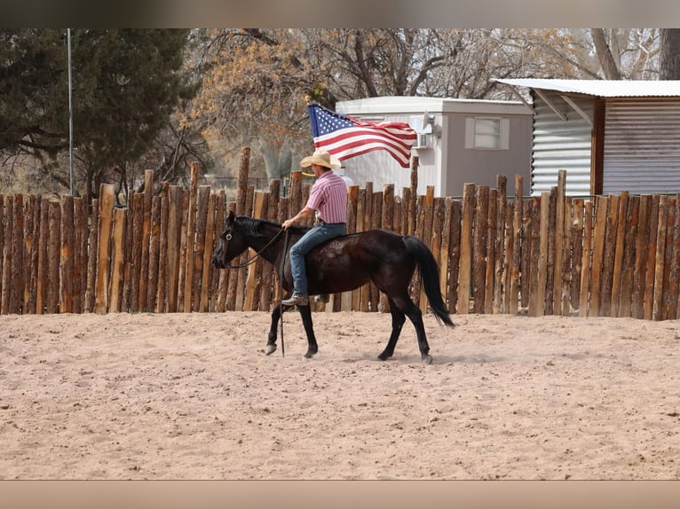 American Quarter Horse Stute 8 Jahre 147 cm Rappe in Camp Verrde AZ
