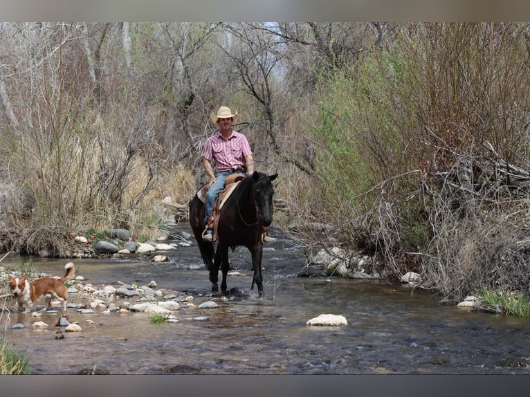 American Quarter Horse Stute 8 Jahre 147 cm Rappe in Camp Verrde AZ