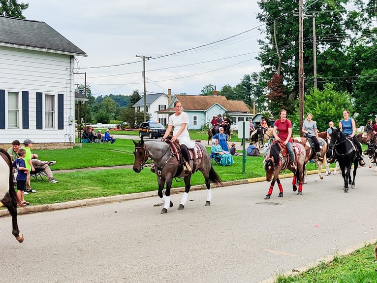 American Quarter Horse Stute 8 Jahre 147 cm Roan-Blue in Dundee American Quarter Horse Stute 8 Jahre 147 cm Roan-Blue in Dundee
