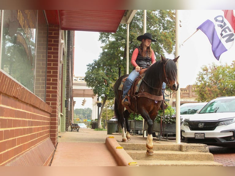 American Quarter Horse Stute 8 Jahre 147 cm Rotbrauner in Rusk TX