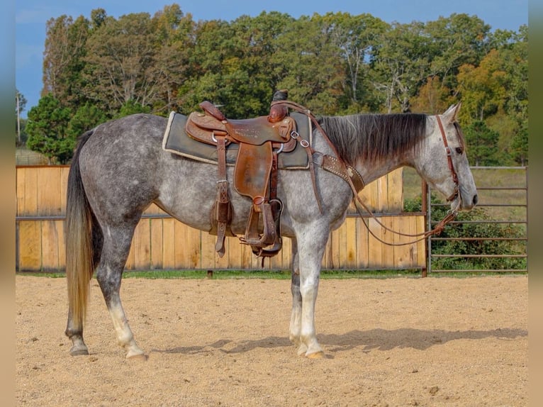 American Quarter Horse Stute 8 Jahre 147 cm Schimmel in Summersville