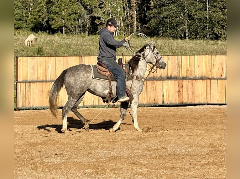 American Quarter Horse Stute 8 Jahre 147 cm Schimmel in Summersville