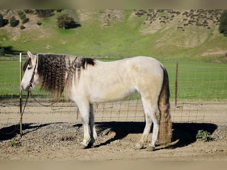 American Quarter Horse Stute 8 Jahre 147 cm Schimmel in Bitterwater CA