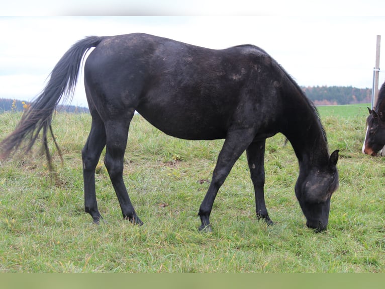 American Quarter Horse Stute 8 Jahre 147 cm Schwarzbrauner in Rosa