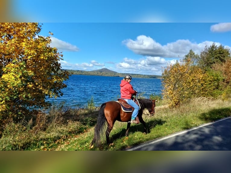 American Quarter Horse Stute 8 Jahre 148 cm Brauner in Görlitz