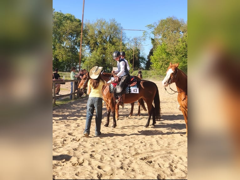 American Quarter Horse Stute 8 Jahre 148 cm Brauner in Görlitz