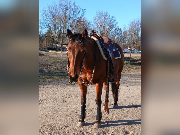 American Quarter Horse Stute 8 Jahre 148 cm Brauner in Görlitz