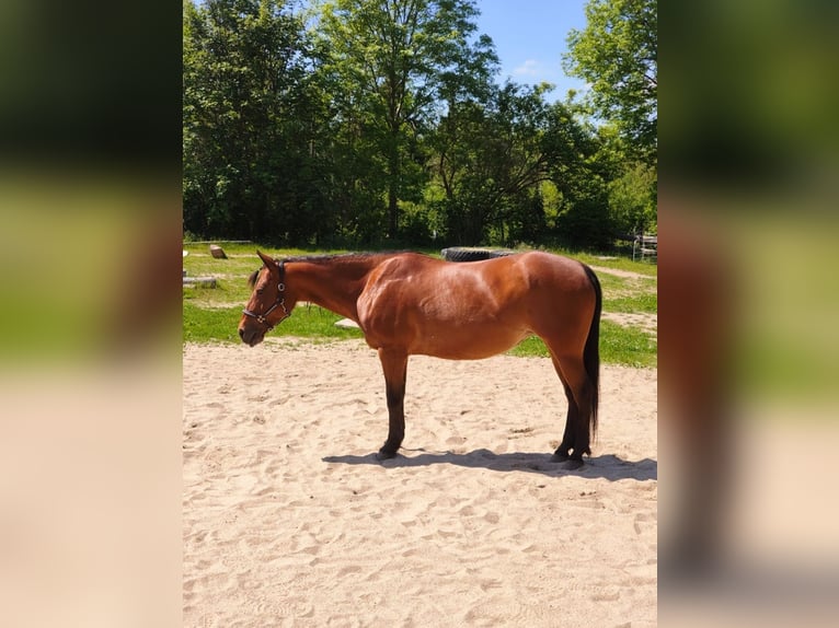 American Quarter Horse Stute 8 Jahre 148 cm Brauner in Görlitz