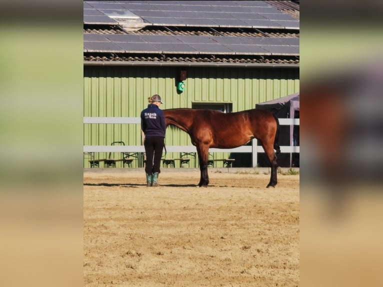 American Quarter Horse Stute 8 Jahre 148 cm Brauner in Görlitz