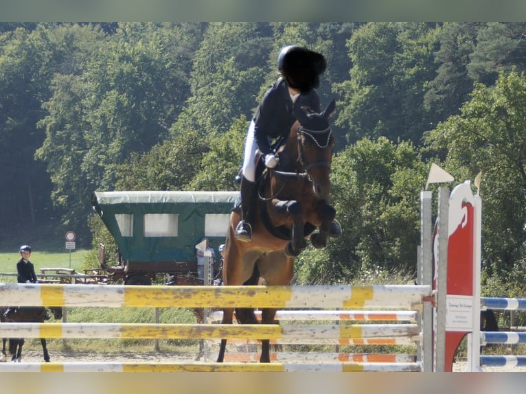American Quarter Horse Mix Stute 8 Jahre 148 cm Brauner in Sulzthal