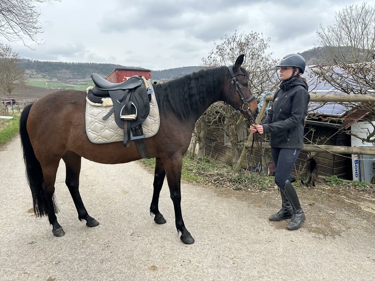 American Quarter Horse Mix Stute 8 Jahre 148 cm Brauner in Sulzthal