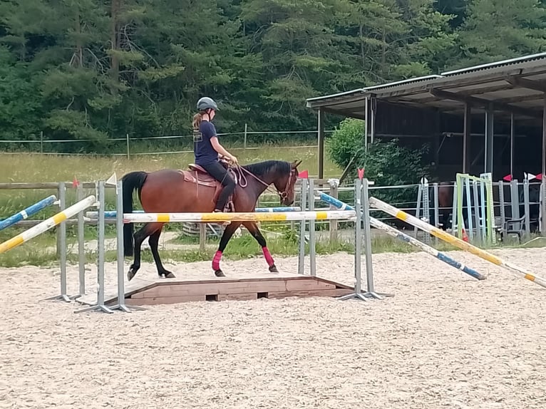 American Quarter Horse Mix Stute 8 Jahre 148 cm Brauner in Sulzthal
