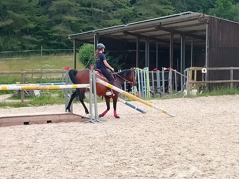 American Quarter Horse Mix Stute 8 Jahre 148 cm Brauner in Sulzthal