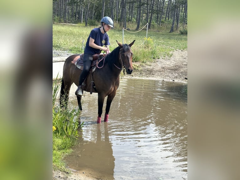 American Quarter Horse Mix Stute 8 Jahre 148 cm Brauner in Sulzthal
