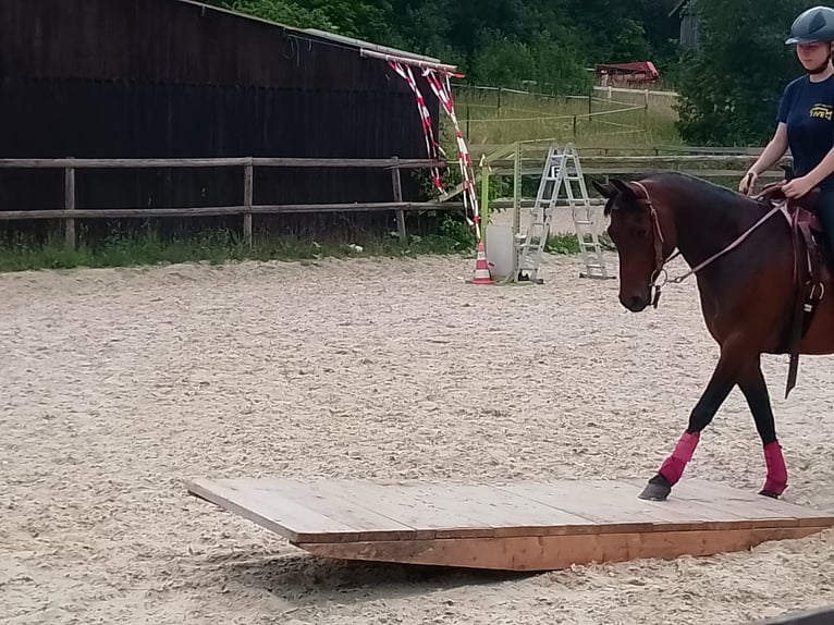 American Quarter Horse Mix Stute 8 Jahre 148 cm Brauner in Sulzthal