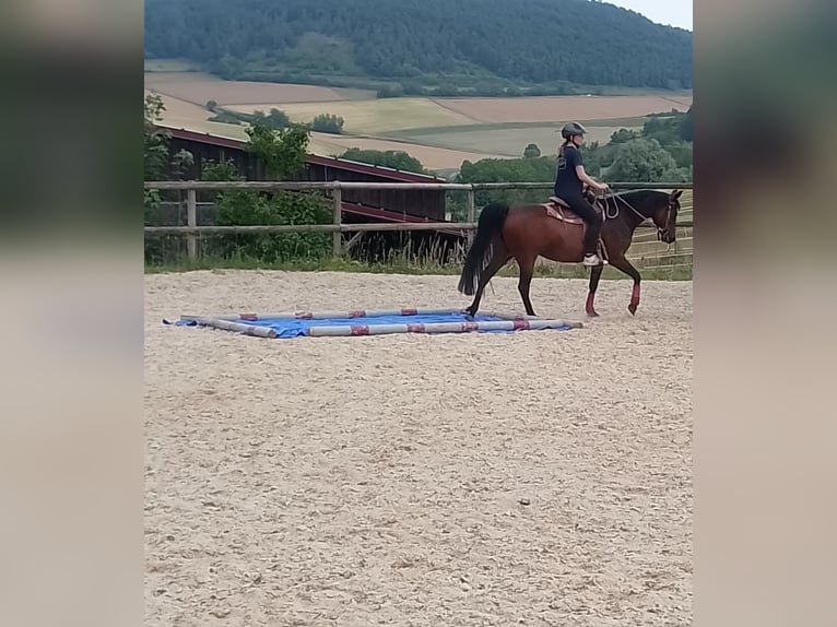 American Quarter Horse Mix Stute 8 Jahre 148 cm Brauner in Sulzthal