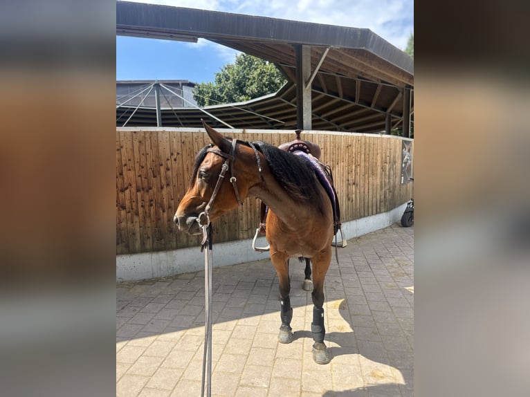 American Quarter Horse Stute 8 Jahre 148 cm Brauner in Neukirchen an der Enknach