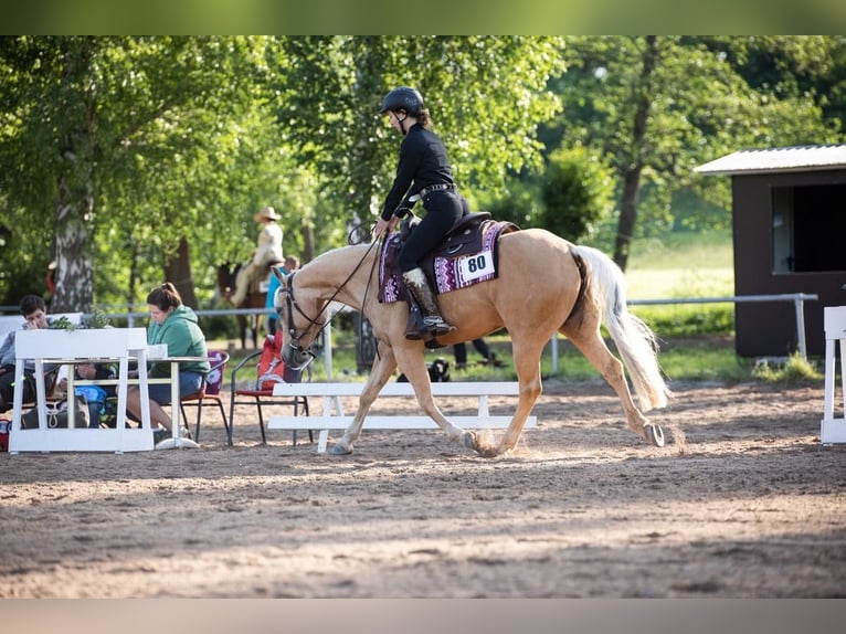 American Quarter Horse Stute 8 Jahre 148 cm Palomino in Walldorf