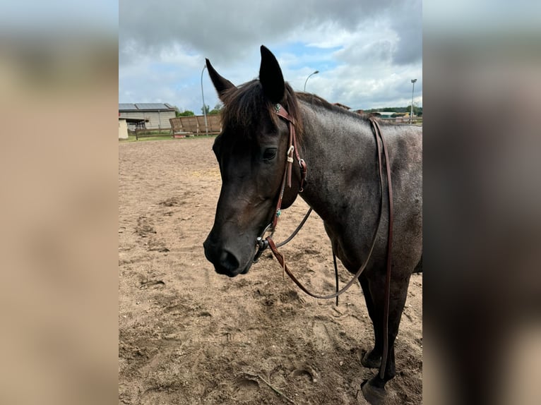 American Quarter Horse Stute 8 Jahre 148 cm Roan-Blue in Lübs