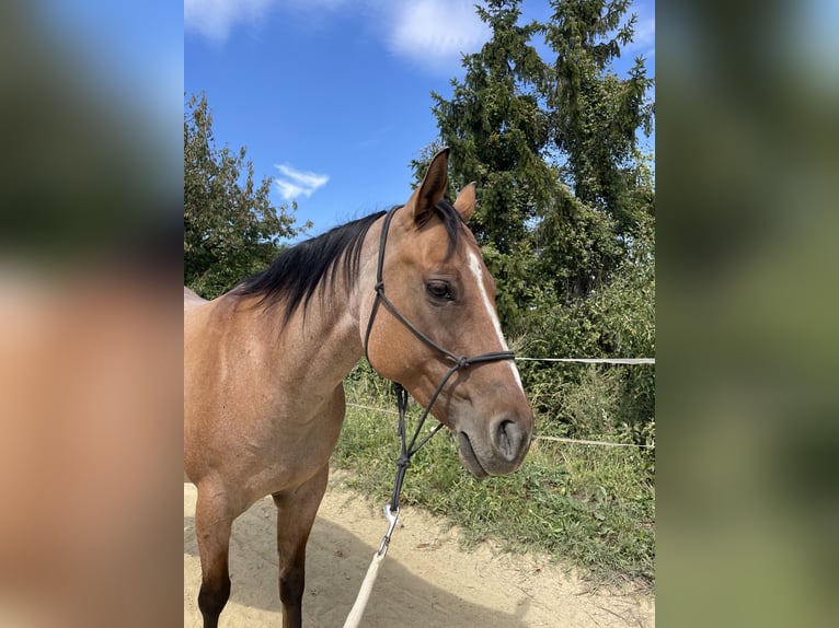 American Quarter Horse Stute 8 Jahre 148 cm Roan-Red in Stettenhof