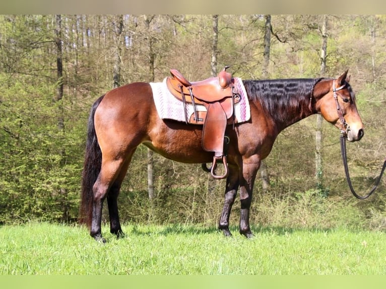 American Quarter Horse Stute 8 Jahre 150 cm Brauner in Hundsbach