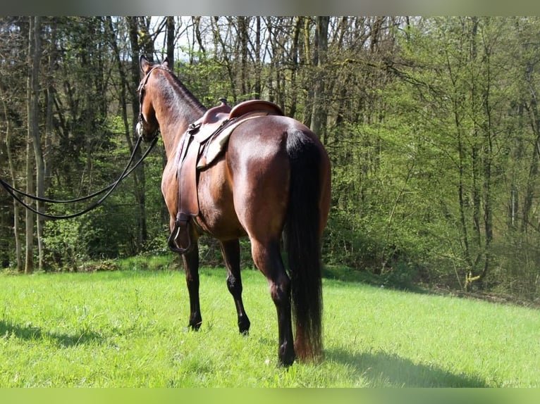 American Quarter Horse Stute 8 Jahre 150 cm Brauner in Hundsbach