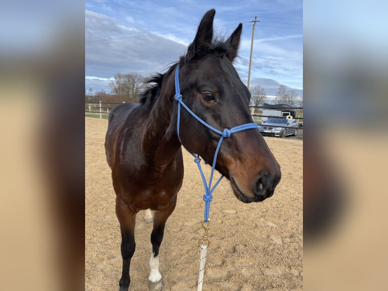 American Quarter Horse Stute 8 Jahre 150 cm Brauner in P&#xF6;rnbach