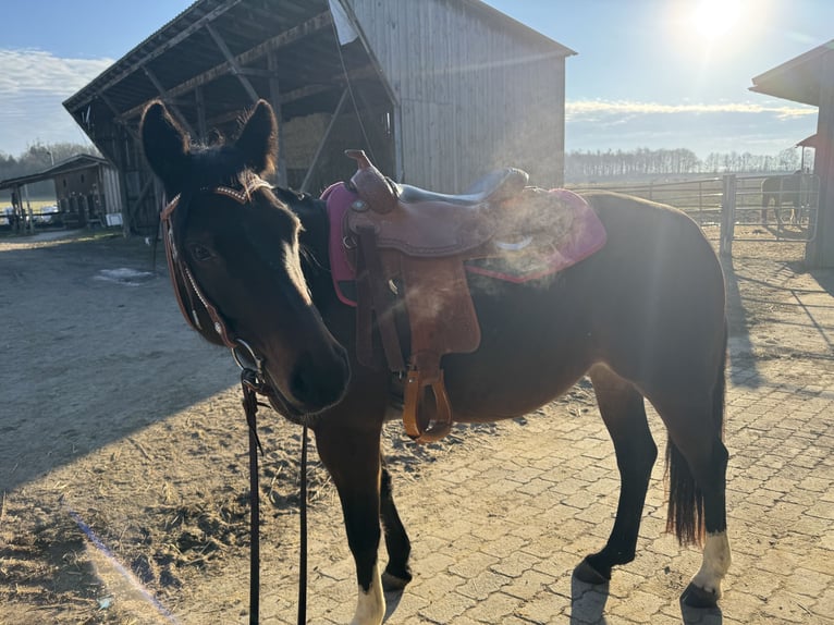 American Quarter Horse Stute 8 Jahre 150 cm Brauner in P&#xF6;rnbach
