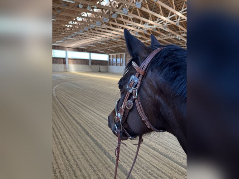 American Quarter Horse Stute 8 Jahre 150 cm Brauner in P&#xF6;rnbach