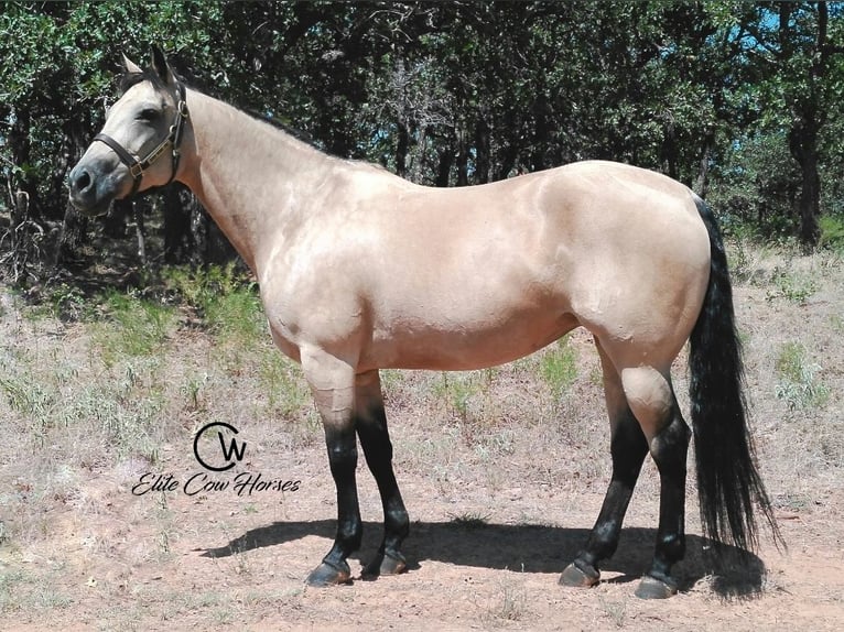 American Quarter Horse Stute 8 Jahre 150 cm Buckskin in Healdton
