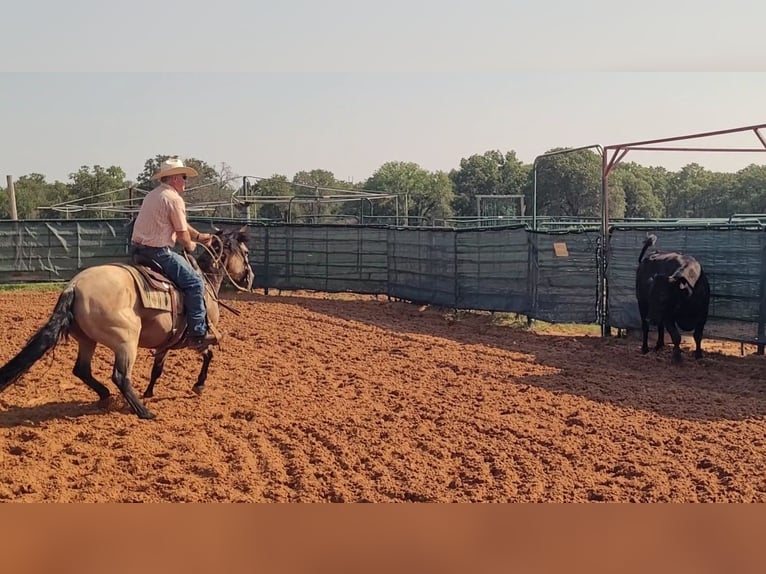 American Quarter Horse Stute 8 Jahre 150 cm Buckskin in Healdton
