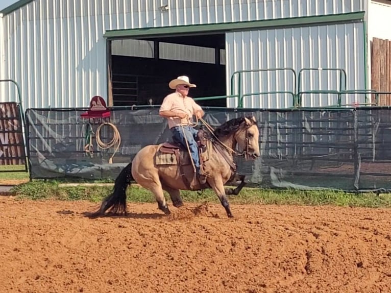 American Quarter Horse Stute 8 Jahre 150 cm Buckskin in Healdton