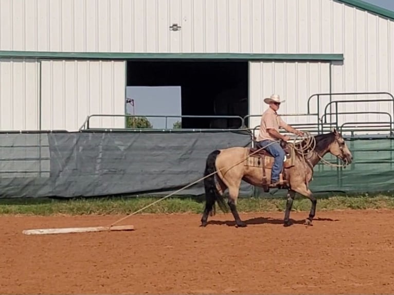 American Quarter Horse Stute 8 Jahre 150 cm Buckskin in Healdton