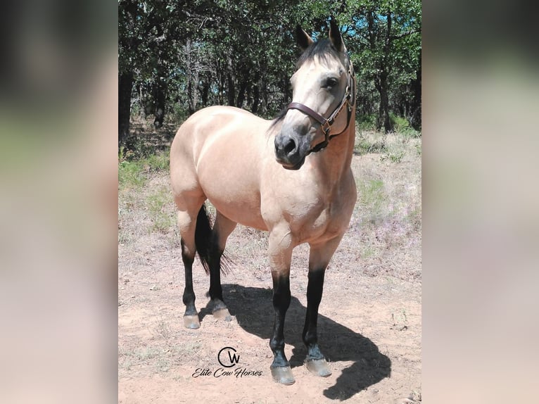American Quarter Horse Stute 8 Jahre 150 cm Buckskin in Healdton