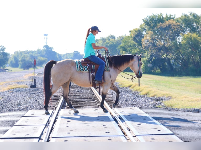 American Quarter Horse Stute 8 Jahre 150 cm Buckskin in Forney American Quarter Horse Stute 8 Jahre 150 cm Buckskin in Forney