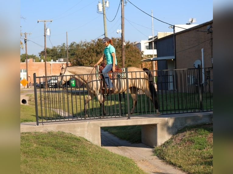 American Quarter Horse Stute 8 Jahre 150 cm Buckskin in Forney American Quarter Horse Stute 8 Jahre 150 cm Buckskin in Forney