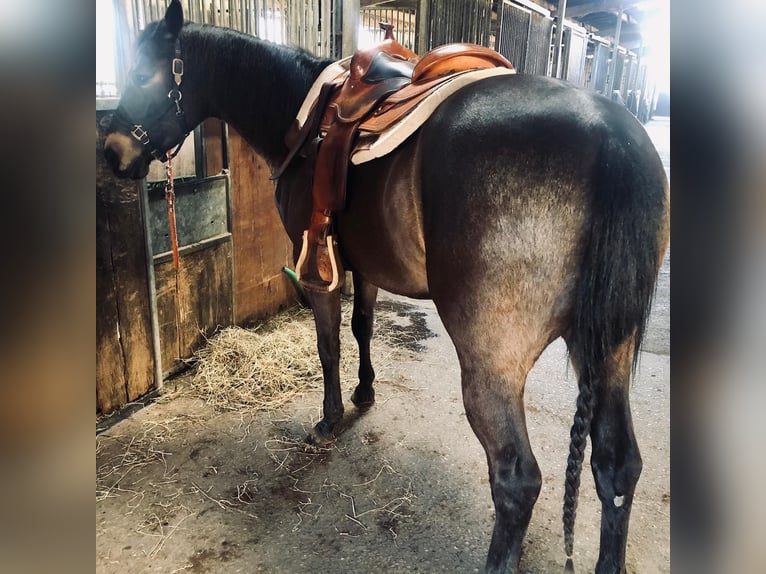 American Quarter Horse Stute 8 Jahre 150 cm Buckskin in Bleckede