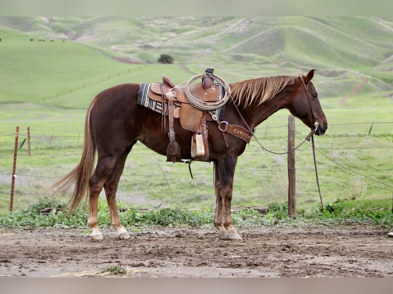 American Quarter Horse Stute 8 Jahre 150 cm Dunkelfuchs in Paicines CA