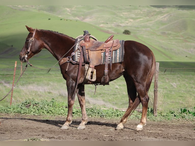American Quarter Horse Stute 8 Jahre 150 cm Dunkelfuchs in Paicines CA