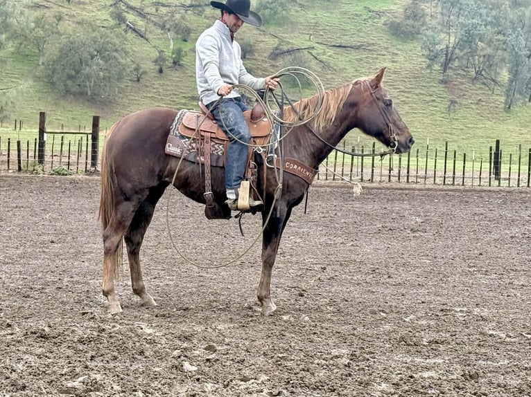 American Quarter Horse Stute 8 Jahre 150 cm Dunkelfuchs in Paicines CA