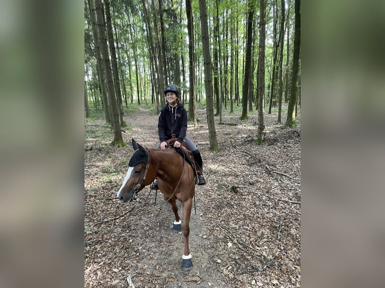 American Quarter Horse Stute 8 Jahre 150 cm Fuchs in Sinzing