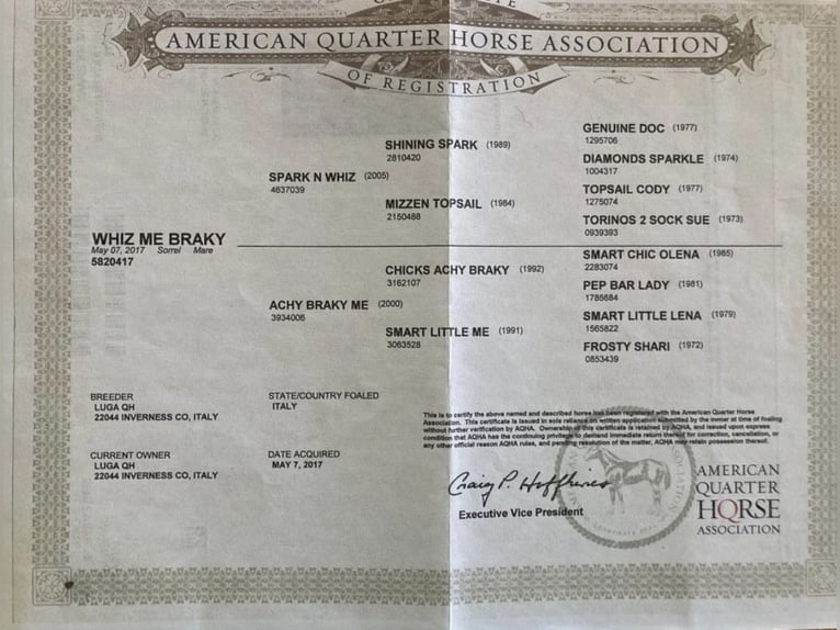 American Quarter Horse Stute 8 Jahre 150 cm Fuchs in Sinzing