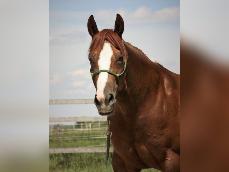 American Quarter Horse Stute 8 Jahre 150 cm Fuchs in Sinzing