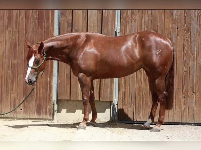 American Quarter Horse Stute 8 Jahre 150 cm Fuchs in Sinzing